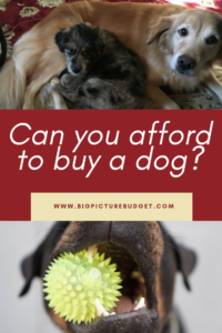 How much does it cost to own a dog? Have you thought about getting a dog, but wondered if you have enough money saved and have enough room in your budget to afford one? Read more for dog ownership costs.